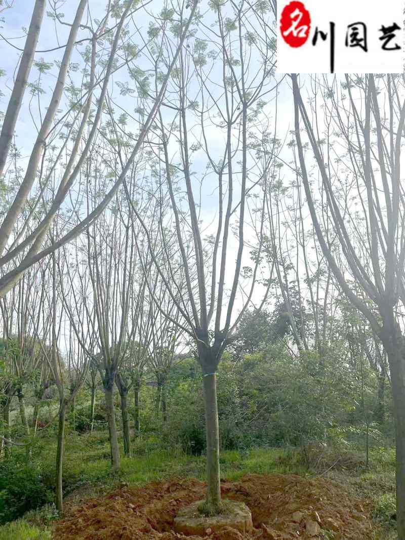 成都蓝花楹基地现货工程园林行道绿化苗木规格多量大价优