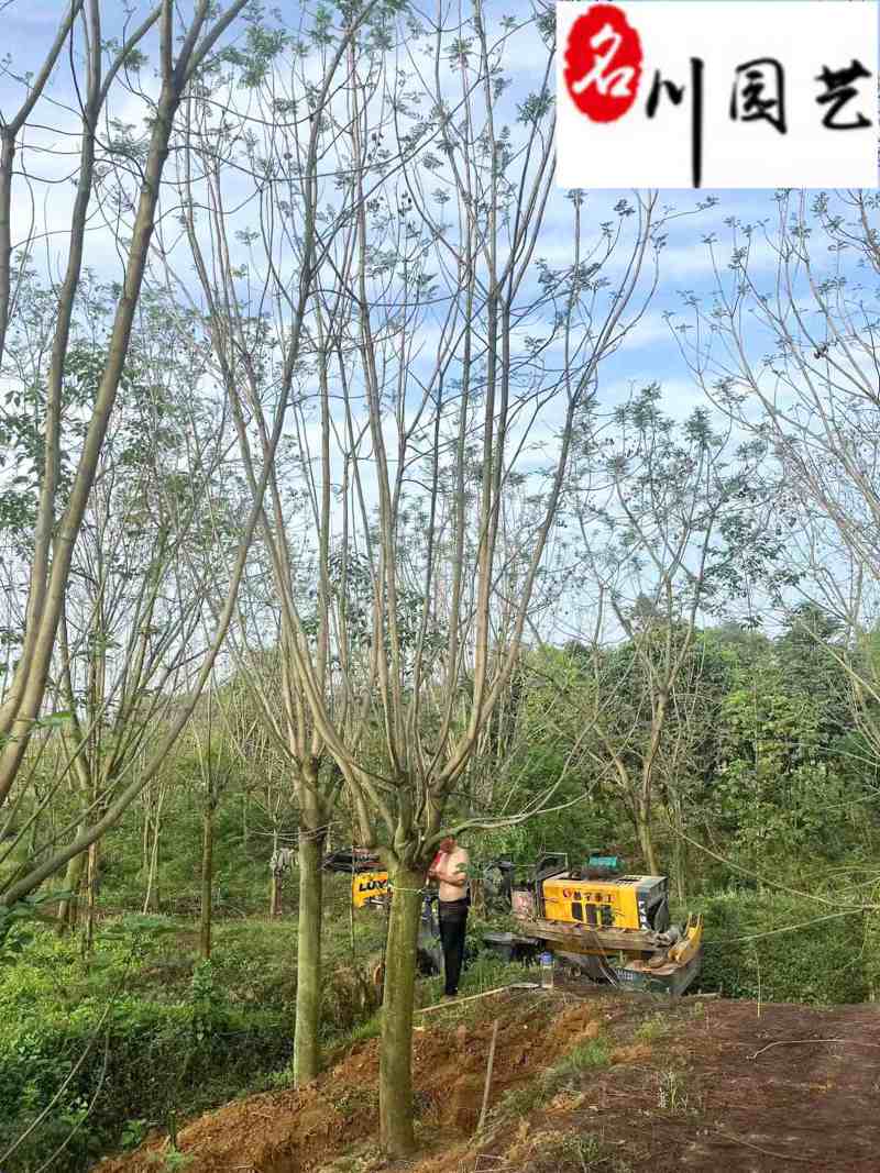 成都蓝花楹基地现货工程园林行道绿化苗木规格多量大价优