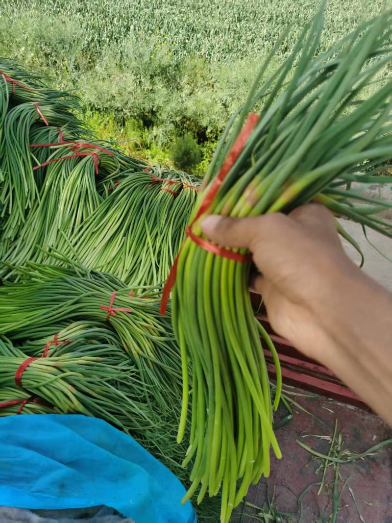 山东精品红帽蒜薹蒜苔现货现发产地大量供应中价格优惠发全国