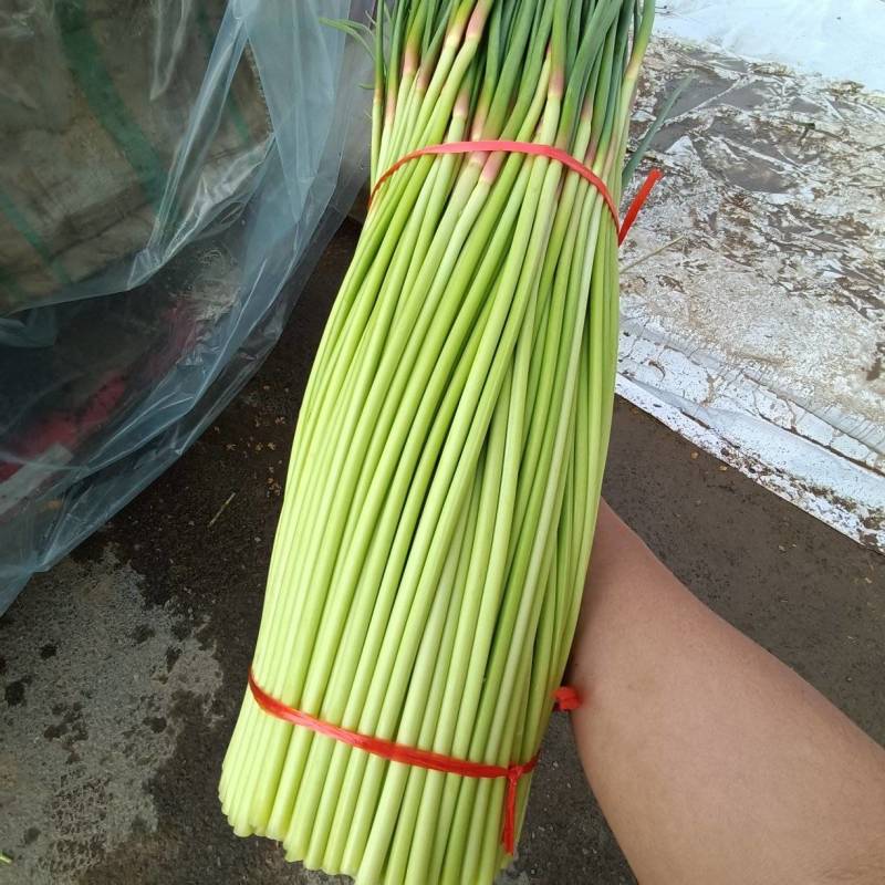 山东精品红帽蒜薹蒜苔现货现发产地大量供应中价格优惠发全国