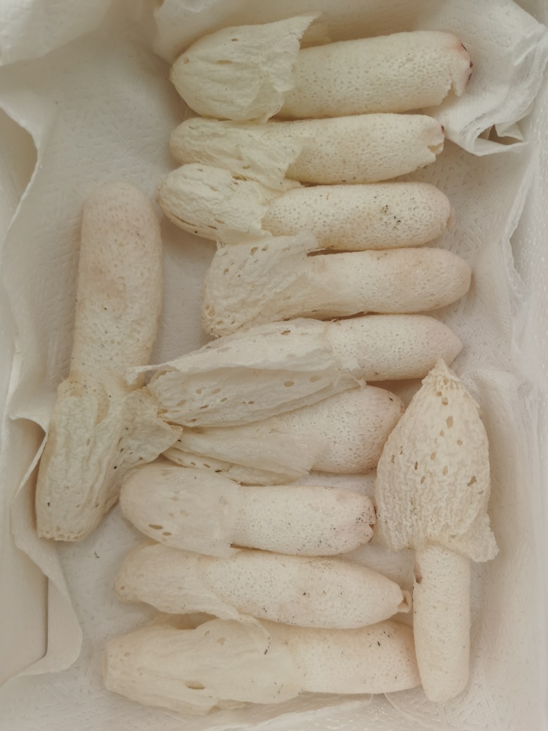 竹荪蛋，产地直发，品质保证，价格优惠，检测合格