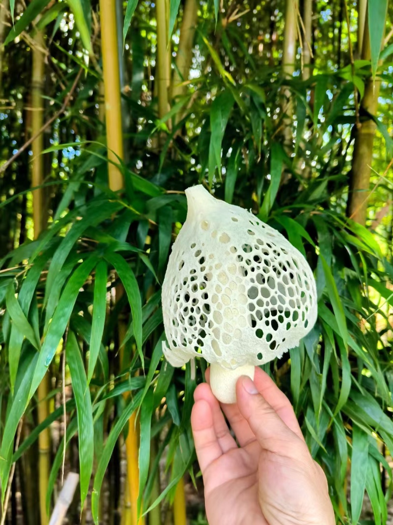 红托竹荪花，品质保证，产地直发，价格优惠，实力商家