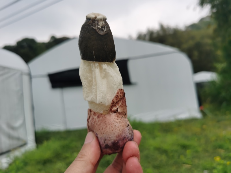 红托竹荪花，品质保证，产地直发，价格优惠，实力商家