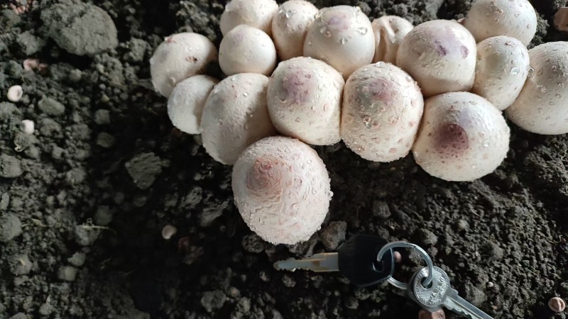 红托竹荪花，品质保证，产地直发，价格优惠，实力商家