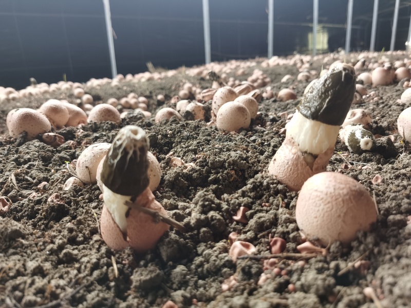 红托竹荪花，品质保证，产地直发，价格优惠，实力商家