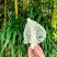 红托竹荪花，品质保证，产地直发，价格优惠，实力商家