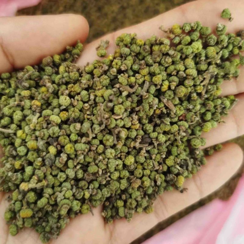 吴茱萸