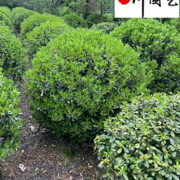 成都海桐球基地出售优质海桐球60-120公分海桐球价