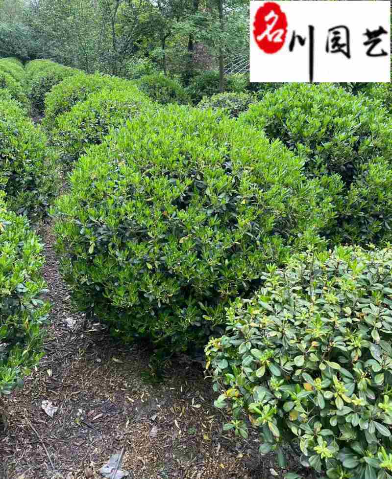 成都海桐球基地出售优质海桐球60-120公分海桐球价