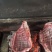 精品羊排羔羊肉排常年供应保质保量一手货源