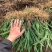 射干籽大量供应出芽率高品质保证欢迎下单诚信经营