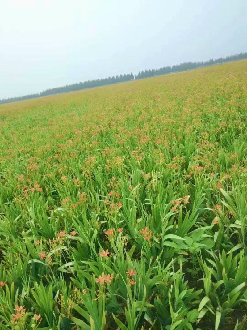 射干籽大量供应出芽率高品质保证欢迎下单诚信经营