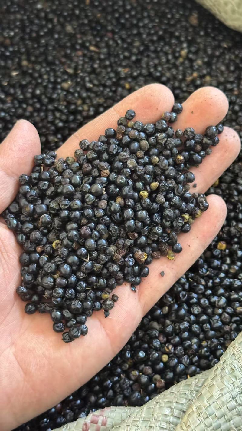 射干籽大量供应出芽率高品质保证欢迎下单诚信经营