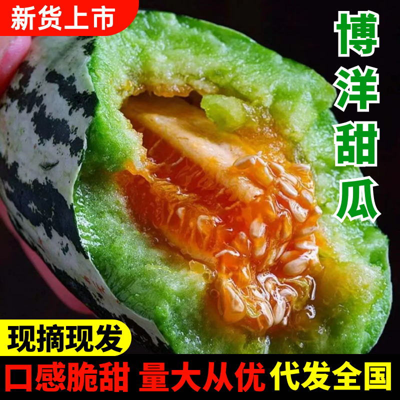 【推荐】河北甜瓜博洋9号～品种齐全，可代收，全国接单