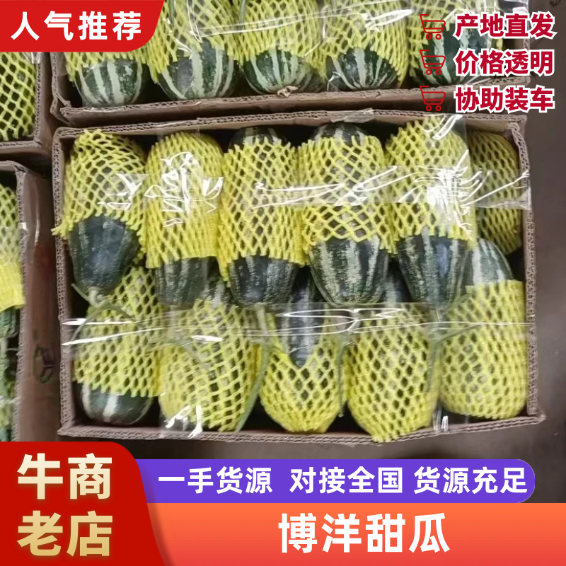 【推荐】河北甜瓜博洋9号～品种齐全，可代收，全国接单