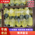 新鲜甜瓜河北博洋9号甜瓜大量上市，可代收，全国发货