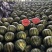 山西忻州美都无籽麒麟西瓜货源充足全国发量大从优无籽产地批