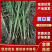 茭白苗老根儿成活率高量大价优支持视频看货欢迎来电