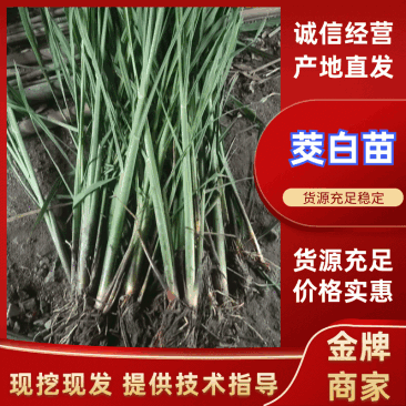 【茭白苗】九江港澳是在基地茭白苗成活率高提供技术支持