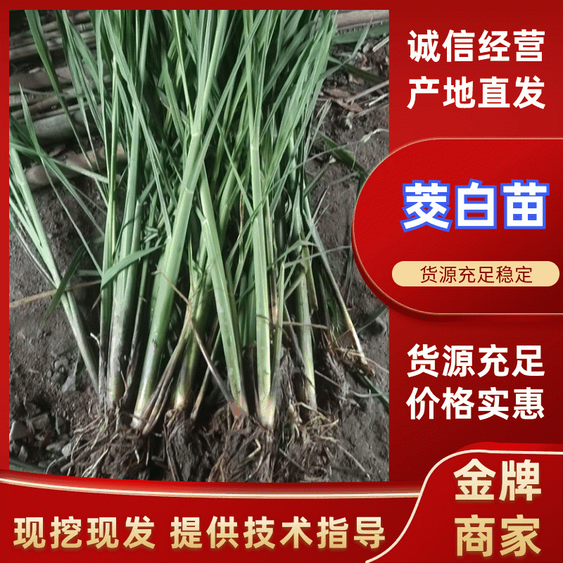 【茭白苗】九江港澳是在基地茭白苗成活率高提供技术支持