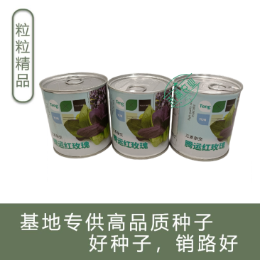 腾运红玫瑰油菜种子耐高温紫罗兰紫油菜上海青小青菜四季阳