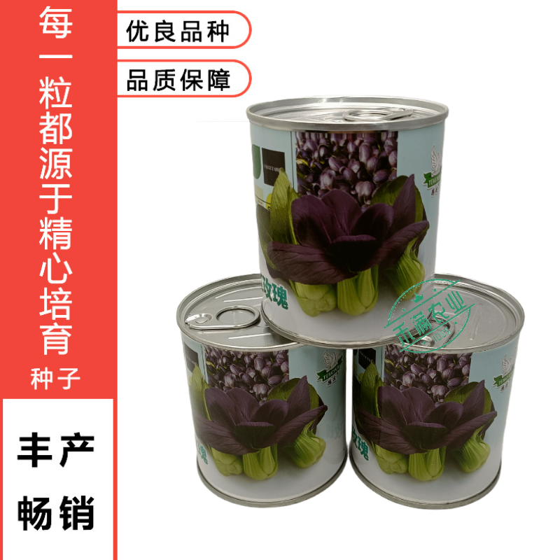 腾运红玫瑰油菜种子耐高温紫罗兰紫油菜上海青小青菜四季阳