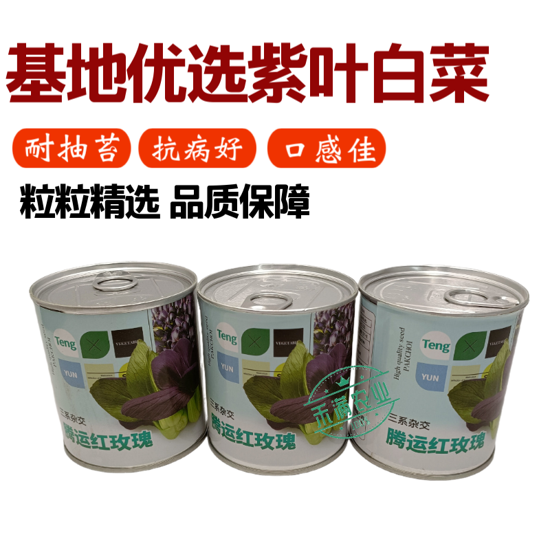 腾运红玫瑰油菜种子耐高温紫罗兰紫油菜上海青小青菜四季阳