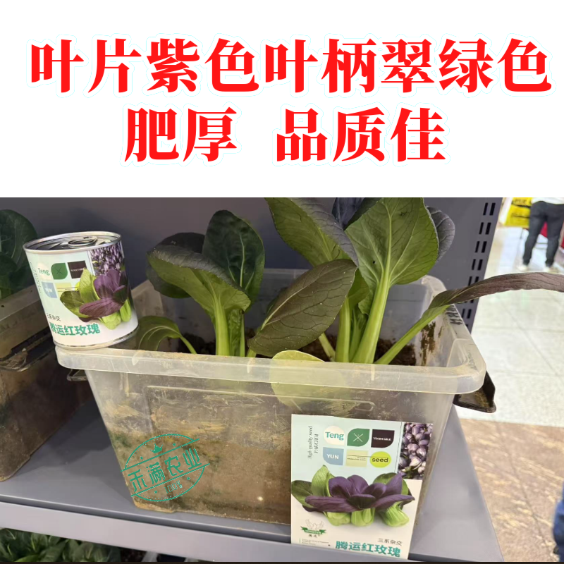 腾运红玫瑰油菜种子耐高温紫罗兰紫油菜上海青小青菜四季阳