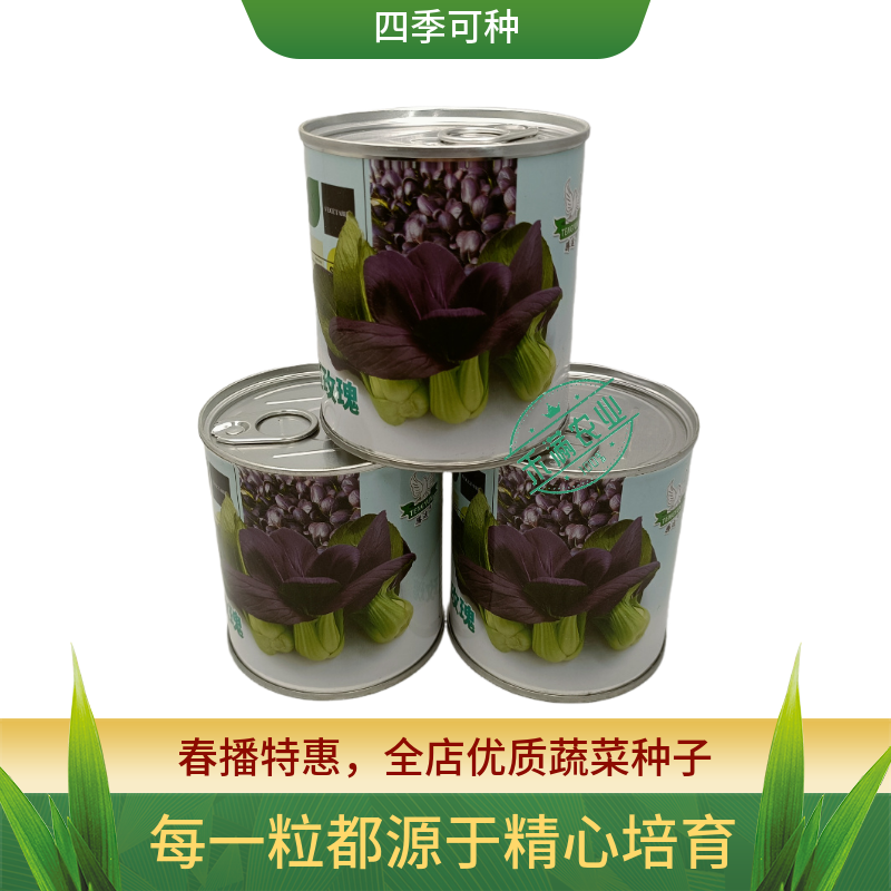 腾运红玫瑰油菜种子耐高温紫罗兰紫油菜上海青小青菜四季阳