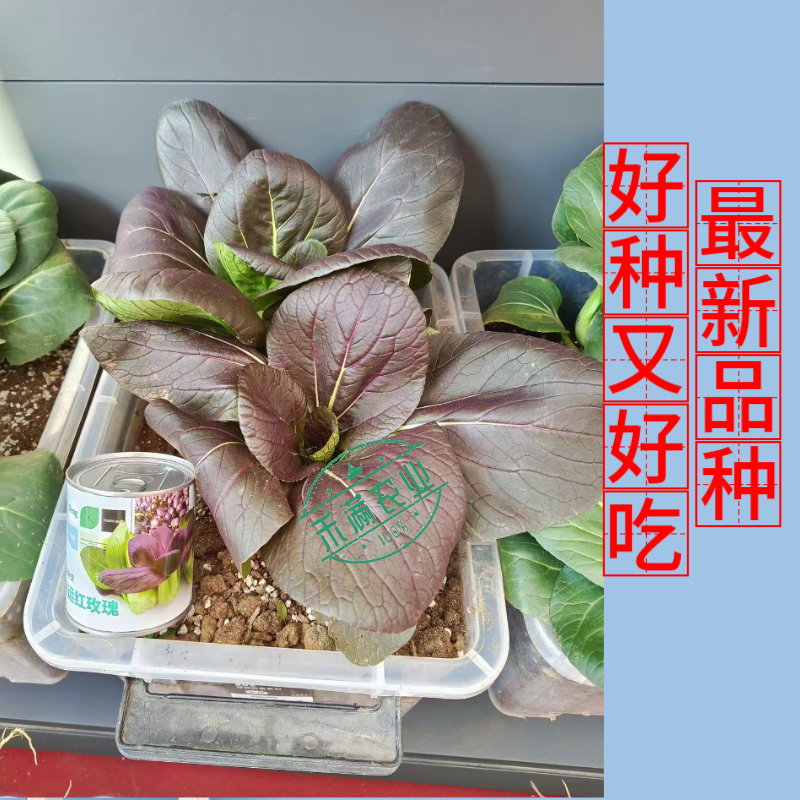 腾运红玫瑰油菜种子耐高温紫罗兰紫油菜上海青小青菜四季阳