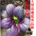 腾运红玫瑰油菜种子耐高温紫罗兰紫油菜上海青小青菜四季阳