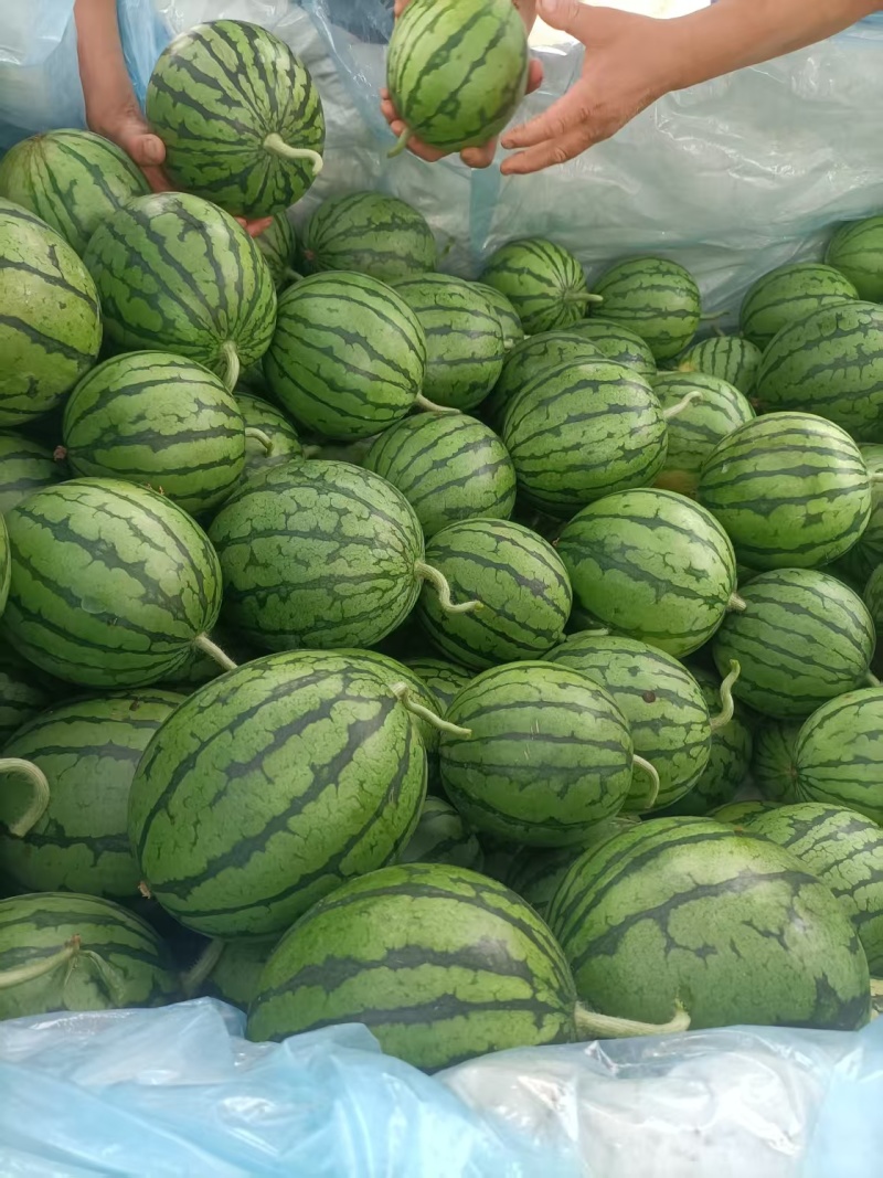 砀山小糖丸，全国发货货源充足产地直供欢迎致电