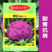 神良紫花1号紫花菜种子紫色花椰菜种子抗病耐寒