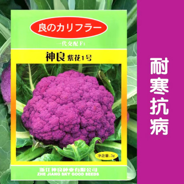 神良紫花1号紫花菜种子紫色花椰菜种子抗病耐寒