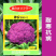 神良紫花1号紫花菜种子紫色花椰菜种子抗病耐寒