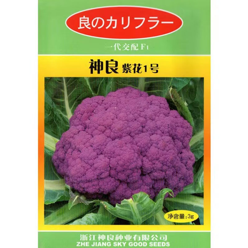 神良紫花1号紫花菜种子紫色花椰菜种子抗病耐寒