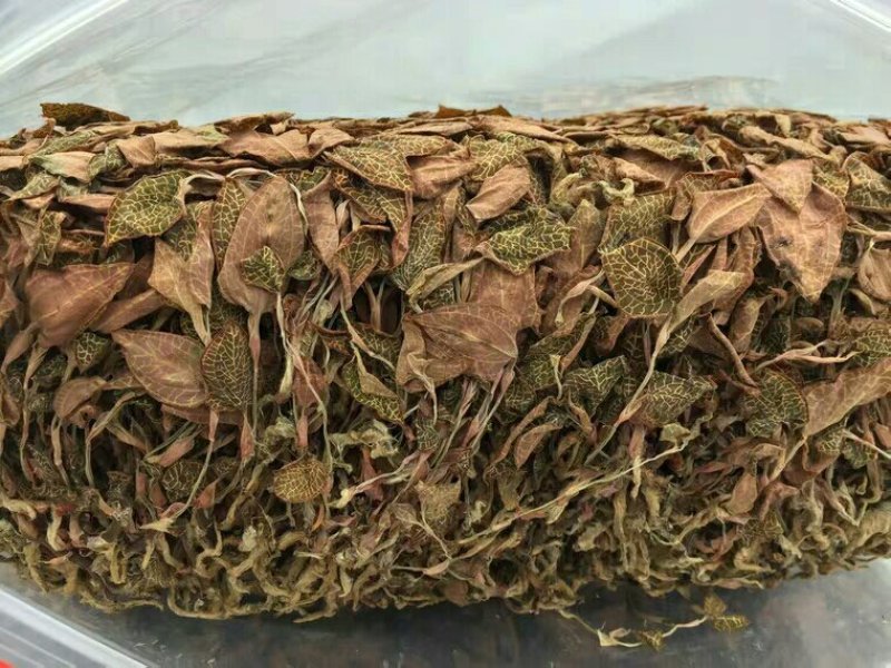金钱莲