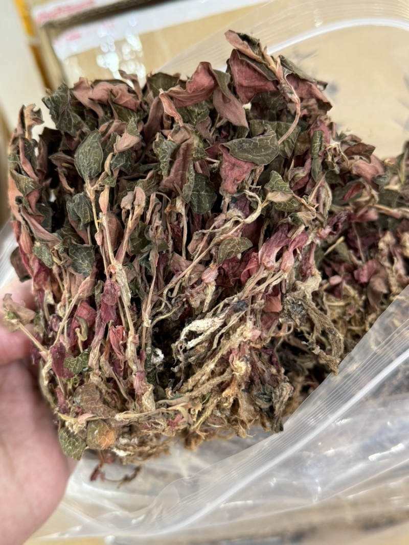 金钱莲
