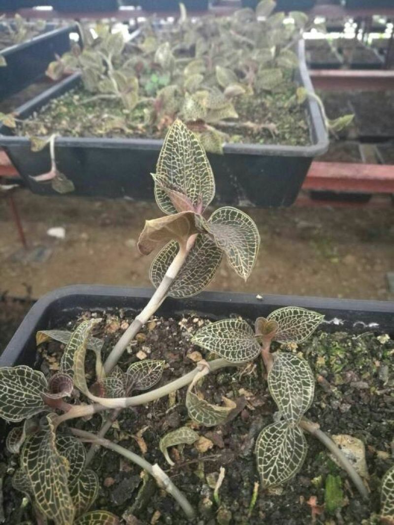 金钱莲