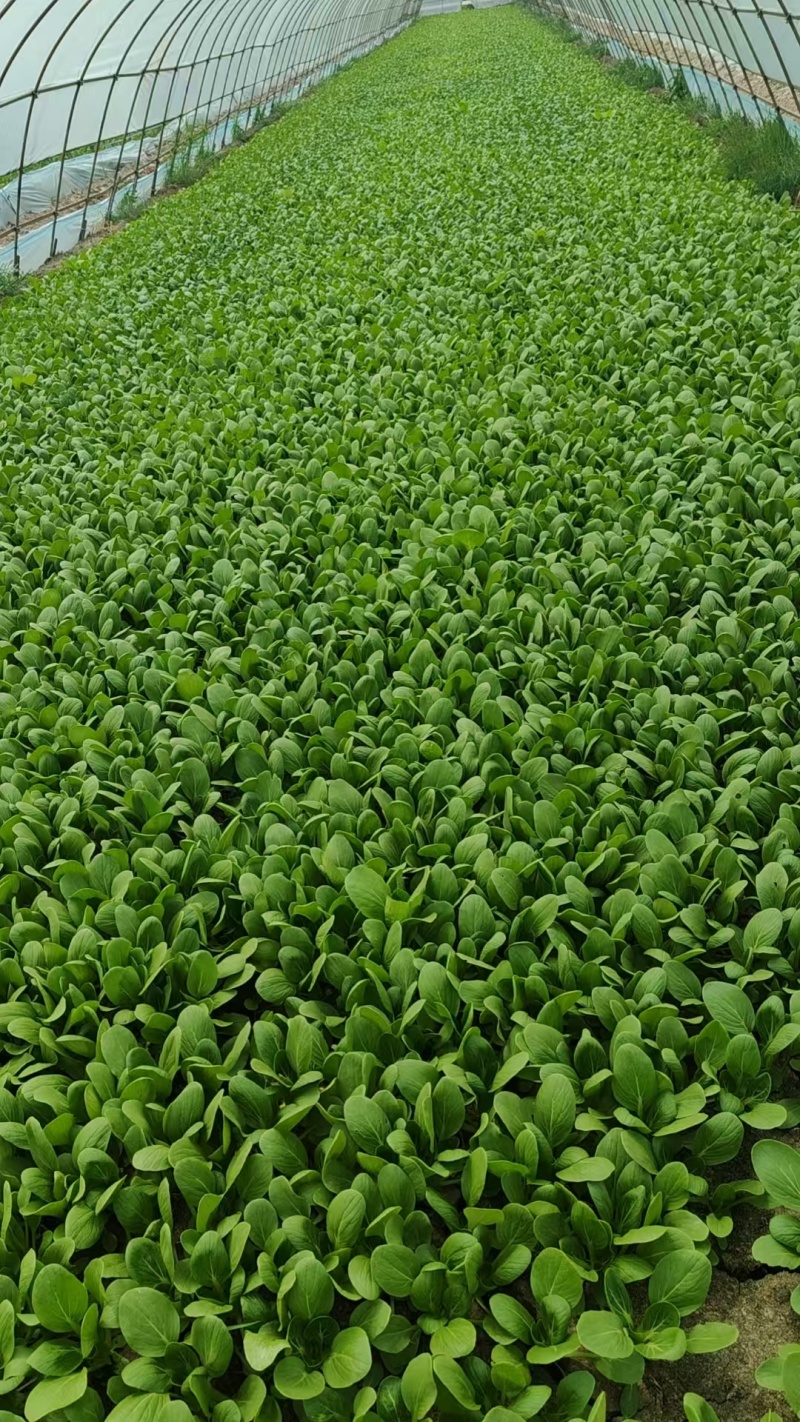 【精品】南通上海青保质保量大量上市中可视频看货欢迎选