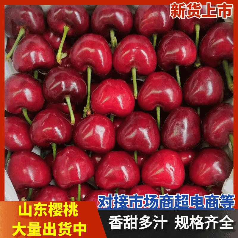 山东大樱桃特大美早新鲜采摘人工甄选原产地发货整箱发货