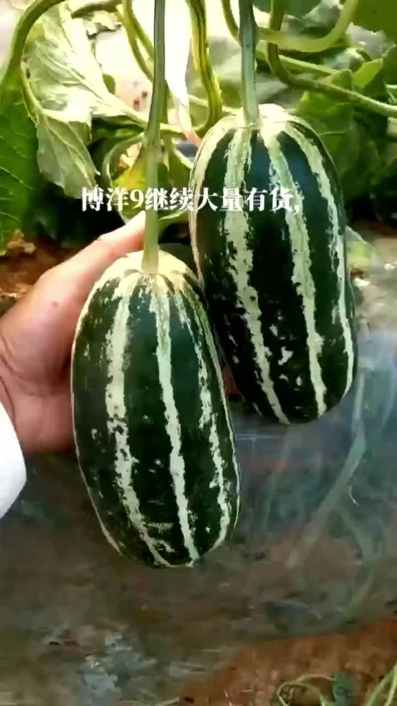 【推荐】陕西渭南博洋9甜瓜/博洋甜瓜大量供应欢迎来电