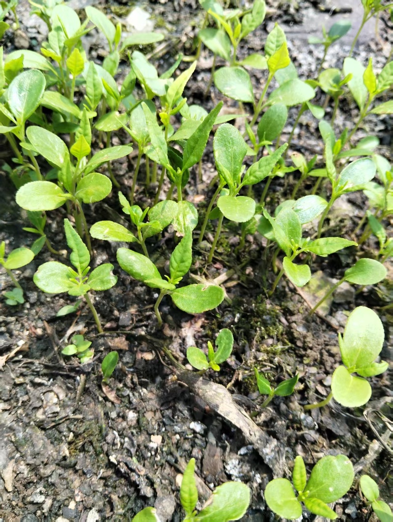 柏树苗川黄柏大叶厚皮黄柏小芽苗基地直供提供技术