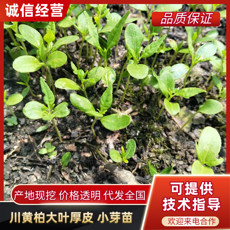 柏树苗川黄柏大叶厚皮黄柏小芽苗基地直供提供技术