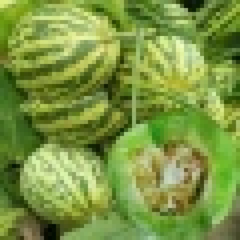 陕西渭南花蕾甜瓜/花姑娘甜瓜量大从优欢迎来电咨询