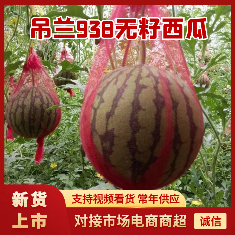 （精品西瓜）蒲城西瓜/938无籽西瓜/小糖丸西瓜/发全国