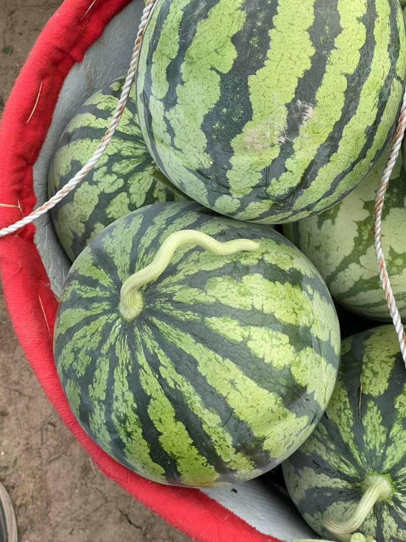 精品美都无籽西瓜江苏盐城基地直发一手货源质量保证