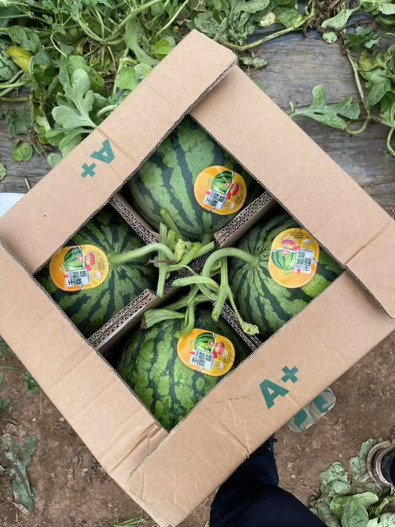 精品美都无籽西瓜江苏盐城基地直发一手货源质量保证