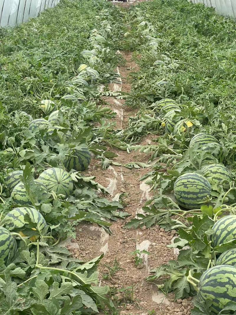 精品美都无籽西瓜江苏盐城基地直发一手货源质量保证