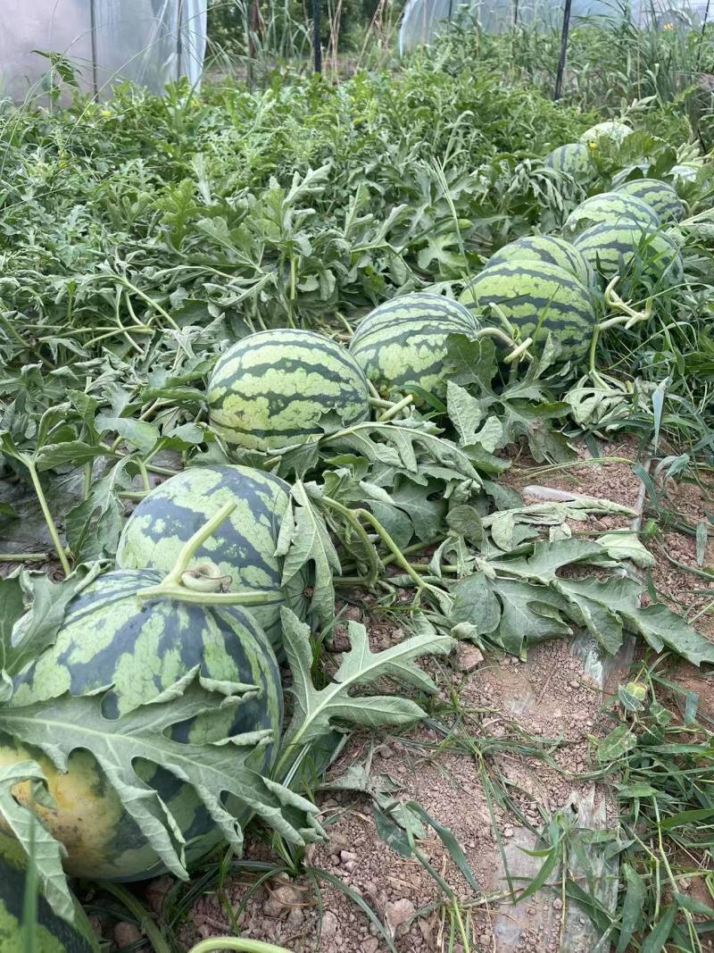 精品美都无籽西瓜江苏盐城基地直发一手货源质量保证
